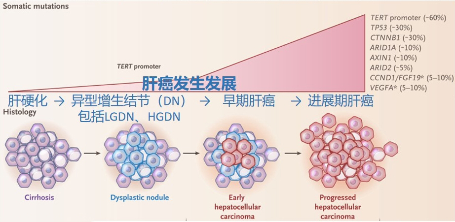 一管血 · 三种癌 | 肠胃肝消化三癌联检可有效降低高发癌发病率和死亡率 一管血 · 三种癌 | 肠胃肝消化三癌联检可有效降低高发癌发病率和死亡率